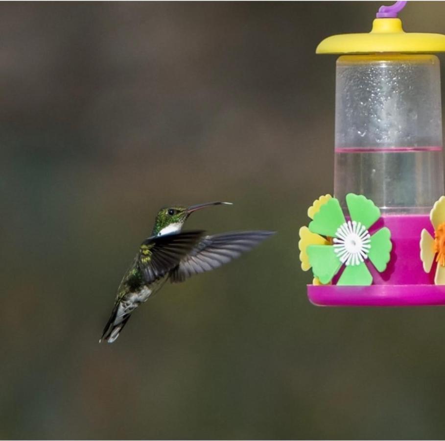 El Colibrí Cabañas de la Naturaleza Trelew Exterior foto